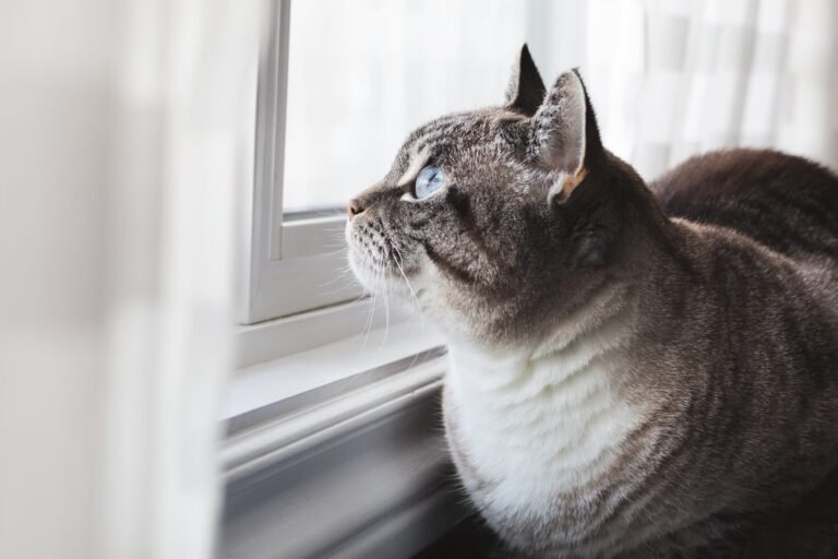 A close-up of a cat with blue eyes looking out of a window, its fur illuminated by gentle light.